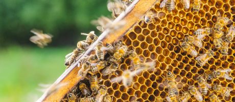 ESG Bioróżnorodność pszczoły na plastrze miodu